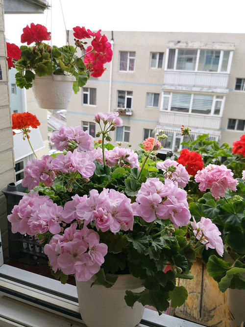 名花|世界名花“天竺葵”,优秀的阳台盆栽花,家里养一盆,三季有花看