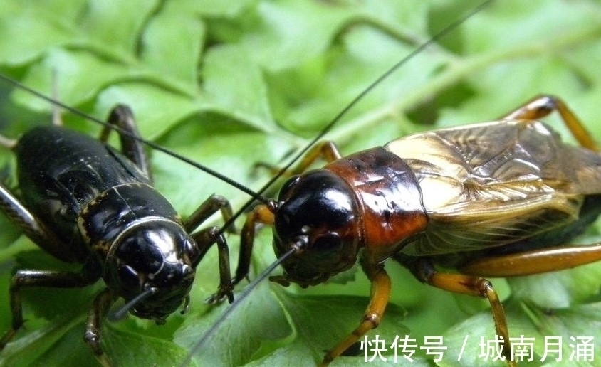 逍遥客#诗词|《苏幕遮 山居秋夜》更漏滴长 晓梦无人解