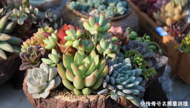 多肉养1盆死1盆?记住这4条规则就能一个劲地长,又肥又漂亮