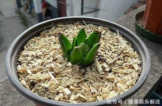 君子兰,两种“零食”喂下去,叶肥花多,爆满盆