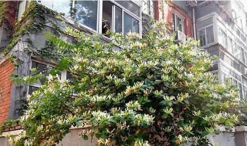  东西|养爬墙花卉，盆底下埋几粒“这东西”，三个月长成瀑布