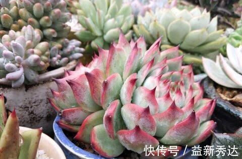 养多肉植物 了解掌握几个要点 蹭蹭长满盆 上色美极了 粉紫色