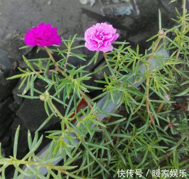 太阳花开花少有1个“小技巧”,开花量大10倍,秋天花儿开不停