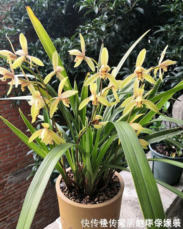 茶花|十月不知养啥花?看看这六种,好养又漂亮,可以放心入手