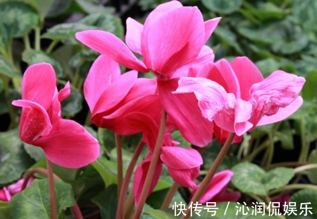 推荐几朵香香花，夏天开花不断，放在室内，香香一整夏，花开艳丽