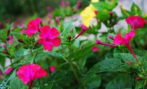 在农村里常见的一种花，称它为“地雷花”，下午才开花，还很珍贵