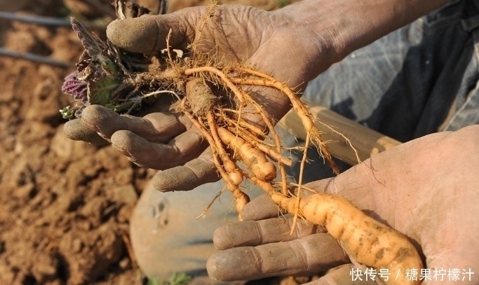 杂草|它是“四大仙药”之一,若长在你家屋顶,是你福气,别以为是杂草