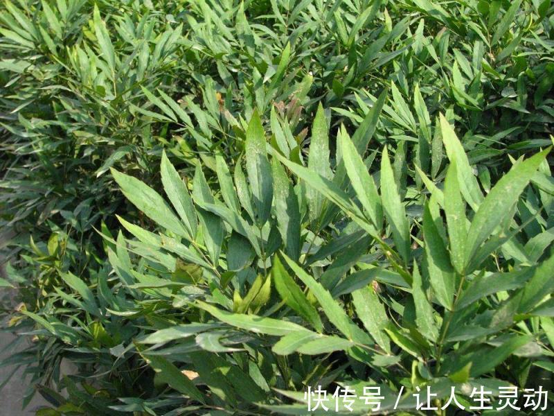 入药|此花是著名的草药,全株都可入药,而且药效显著