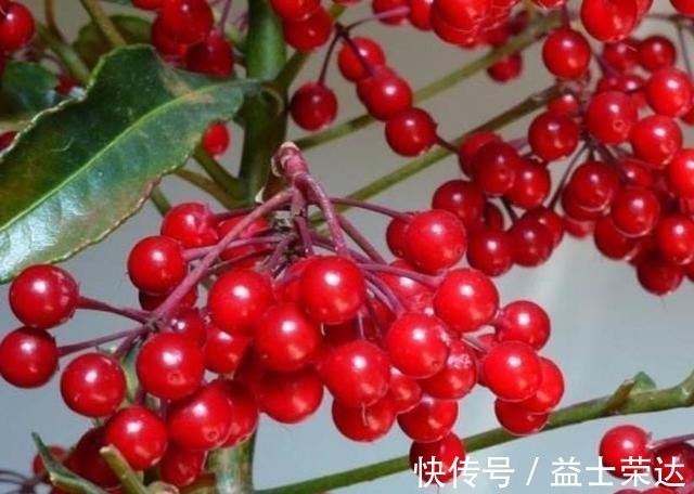 金钱树|年底选年宵花，别落下3种招财花，象征好寓意