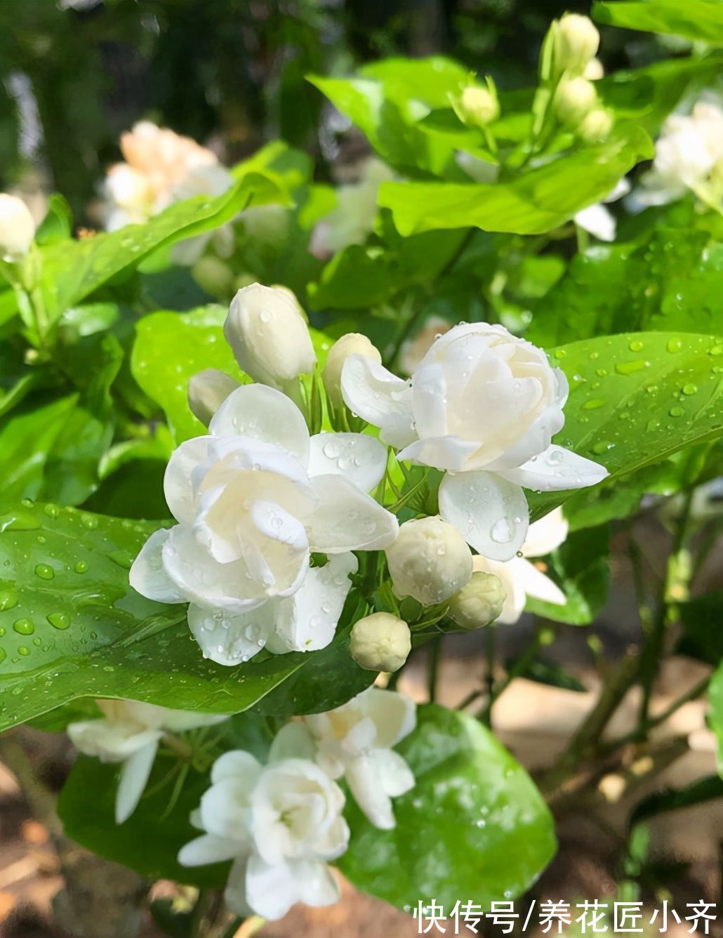 茉莉花秋末要“会养”，否则冬季黄叶落叶，春季难恢复