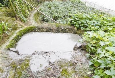 花肥不用买,一把“黑蛋蛋”撒花盆,比啥肥都灵,养花贼壮