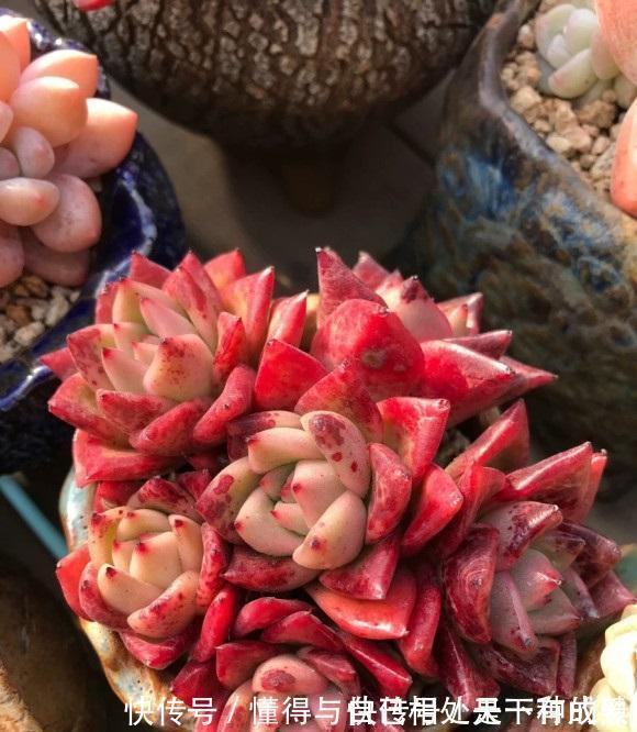 花盆|漂亮的多肉，是怎么养成的？全靠环境，环境好，多肉状态好