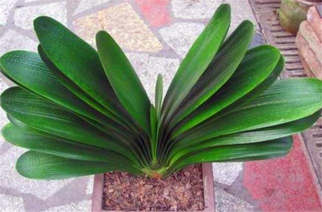 秋老虎过后养君子兰,尽早去做4件事,叶子整齐光亮,冬天开爆盆