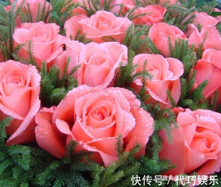 此花|此花被称为“液体黄金”,在我国是侠客的象征,也是世界爱情之花