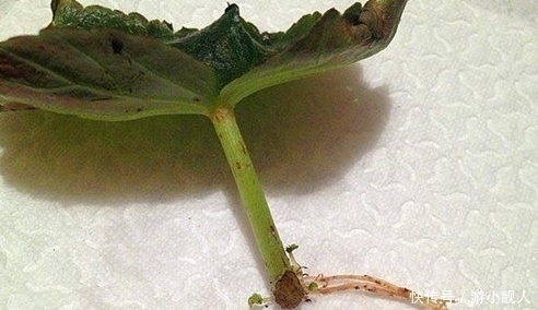 叶子|只需一片叶子就能长到“爆盆”的4种盆栽