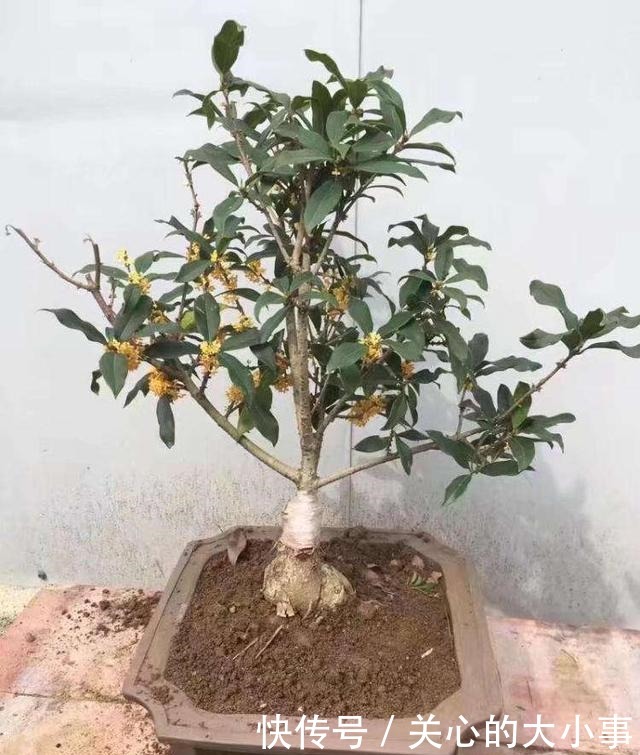 桂花掉叶子,问题出在根上,现在是最佳“挽救”时间,别错过!