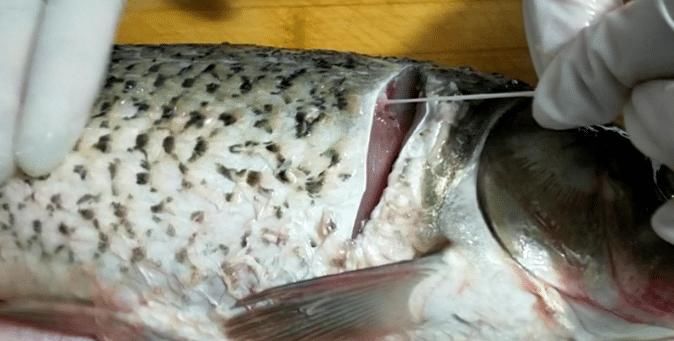 做家常炖鱼,“去腥”不能只用料酒,做好3步,鱼肉无腥味很鲜香