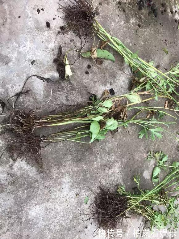 养花|3种花人称“夏必死”,买一盆死一盆,新手小白别忽视
