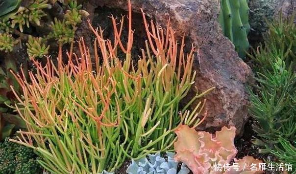 轻松|室内盆栽光棍树如何养好?掌握4点需求,轻松蔓延出一大片