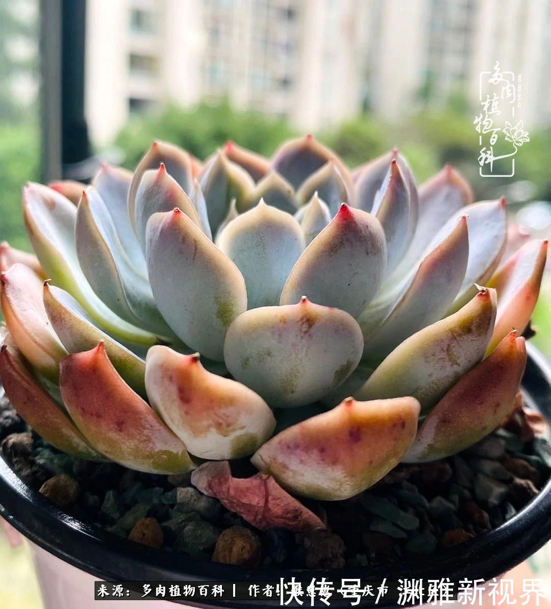 若不尝试,何以了解!原来这才是多肉们该有的样子!