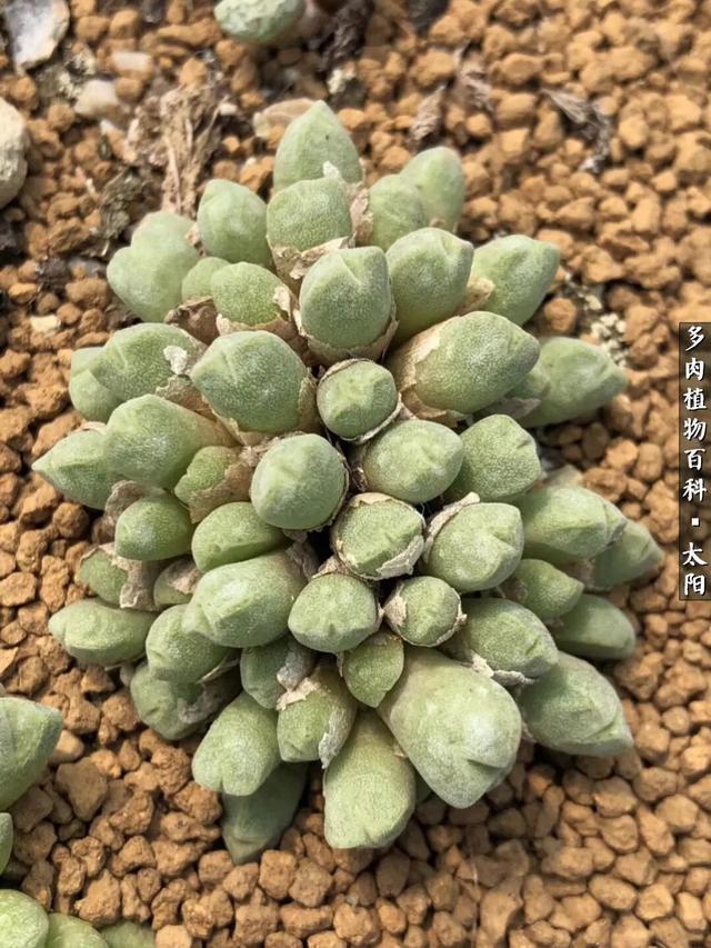 会开花的“石头”番杏科多肉植物“生石花”的养护心得！