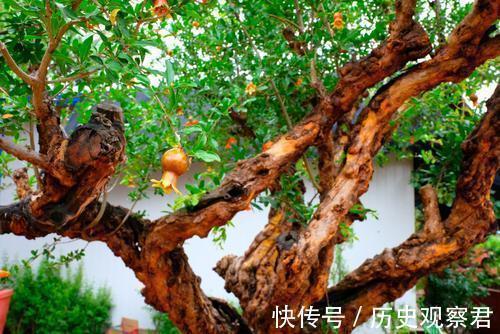 俗话“庭院有四树，不贵也能富”，指的是哪四种树？有何寓意？