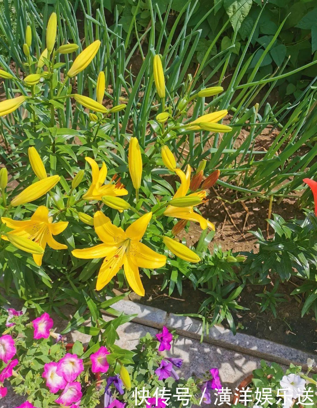 矮牵牛|70岁老妈,一天也闲不住,院子里种满了花!