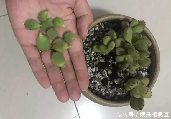 浇水|6种花,夏天一定要管住手,水一多就浇死,很多人不知道