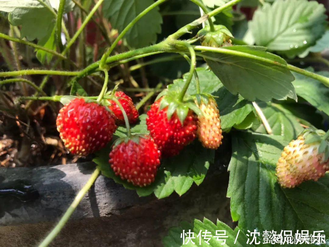 枝条|大粗杆插土里,7天生根,当年结果压弯枝,不用买水果了!