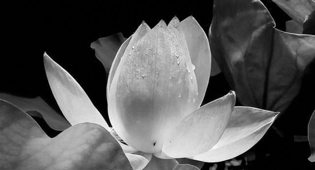 谁家|请看今日之城中,竟是谁家之天下