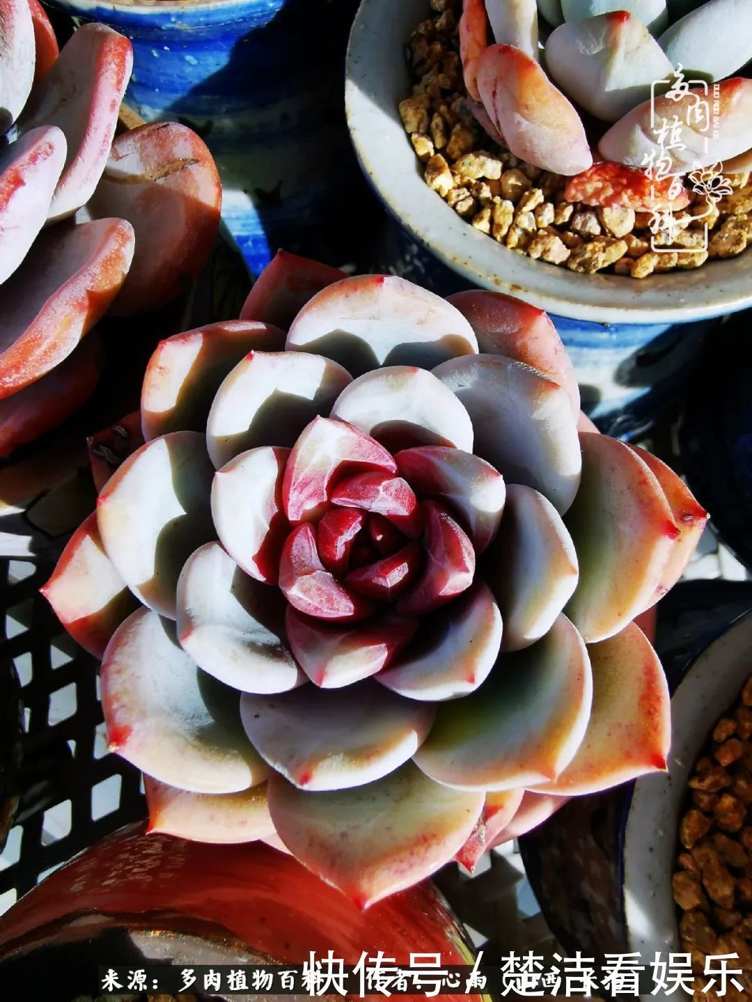 三色堇|懂得珍惜的人,才值得拥有更多美好的事物!养多肉也是如此!