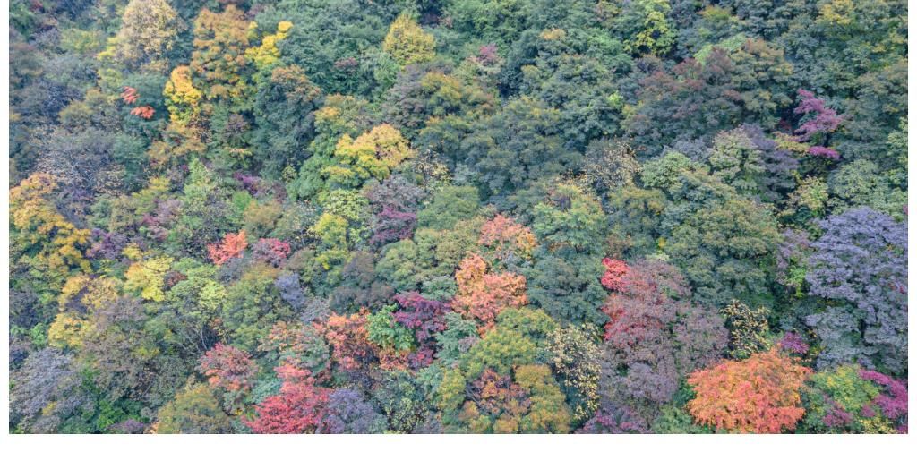 四川|四川赏红叶好去处，拥有不输加拿大的红枫，就像被打翻的调色盘