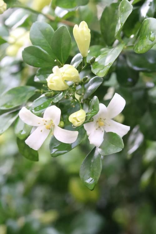 千里香|乡下一种野草,叶子嚼一嚼能治牙疼,晒干了能卤肉,还能当做盆栽
