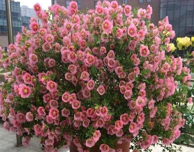 4种便宜花,养在阳台超美的,开花特漂亮,给点阳光就灿烂