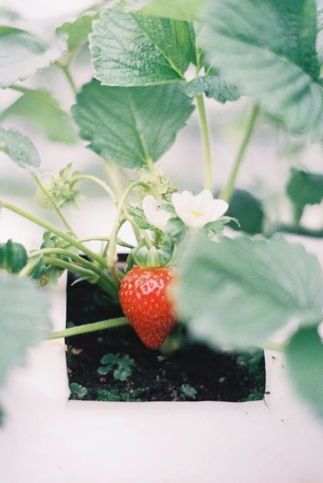  家庭|“植物杀手”也能种的6款可食用绿植，最合适中国家庭