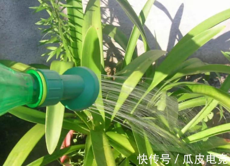 养花常见的5个误区，难怪花花养一盆死一盆，你中了几招？
