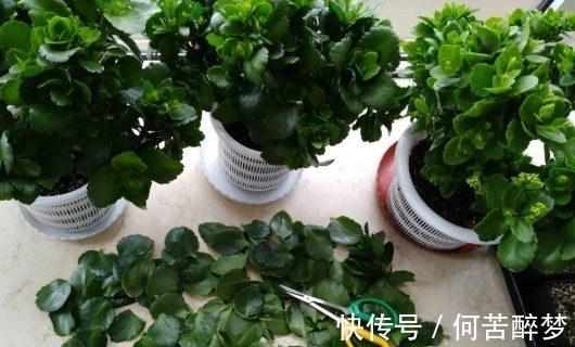 修剪掉的长寿花枝叶该不该扔,怎么处理好?