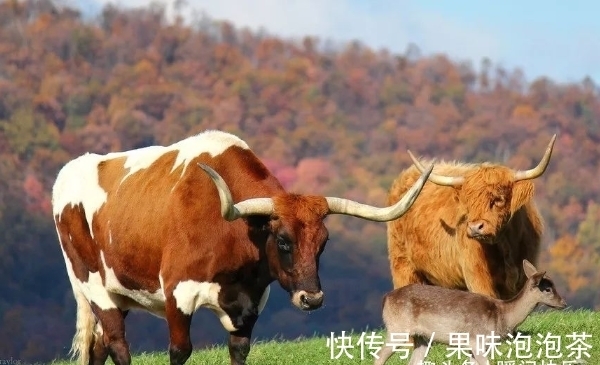 贵人|牛牛牛：8月下旬贵人助力，好运回归，拔得头筹，事业突飞猛进