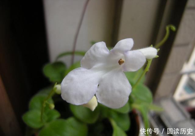 颜值超高的几款花,开花漂亮又好养,花儿轻松开爆盆