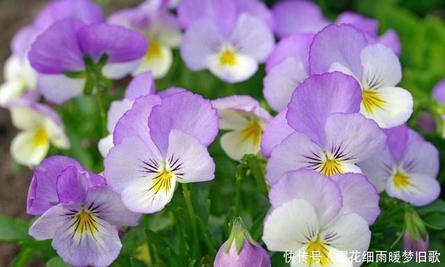 养花就养此3种,开花爆盆很漂亮,养出大花球,天天都能赏花