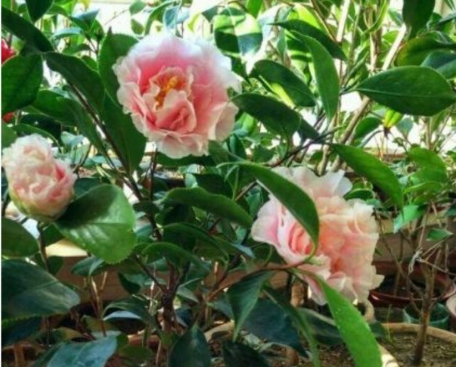 1种花,比牡丹还美,比绿萝还好养,棵棵开满枝头!