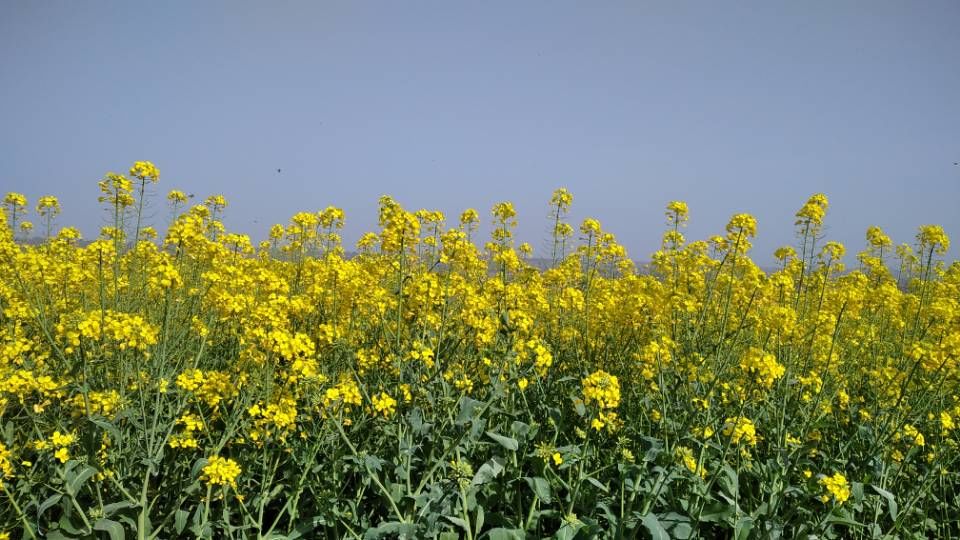 我也去看油菜花