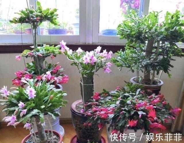 长寿花|悄悄告诉你，此5种花，掐个叶就生根，懒人都能养开花！