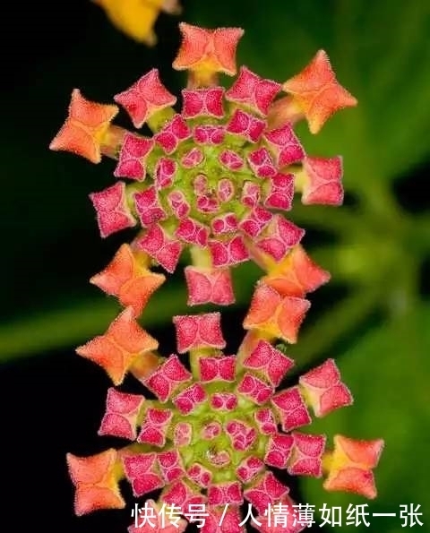 神“造”般的植物奇景,仿佛画作精品,小编已深深着迷!