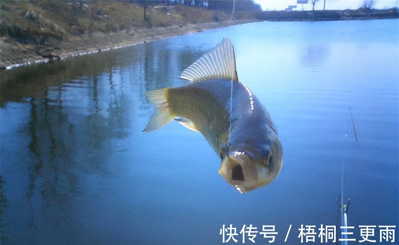 钓友们冬钓鲫鱼选钓位,既不可死板教条,又不能走极端