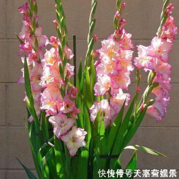 几款花卉，好养易活颜值高，花期长达200天，阳台养出小花园