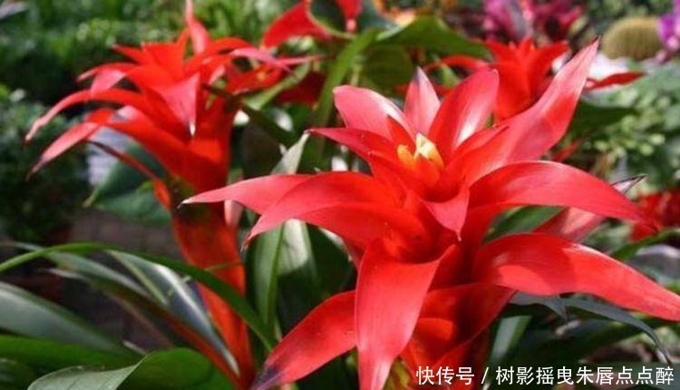 兰花兰花|养花就养这几款,花姿妖娆,四季繁花似锦,姿色艳丽