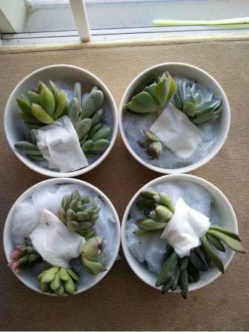 高温天气如何服盆？一招让多肉成活率达90%