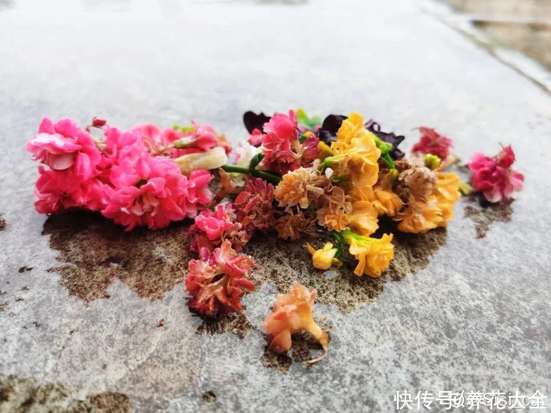 仙人球|9种花最怕下雨天，一淋雨就死，太心疼了