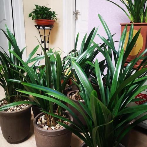 用20年的养花经验告诉你：做到此5点，盆栽植物再不会出问题